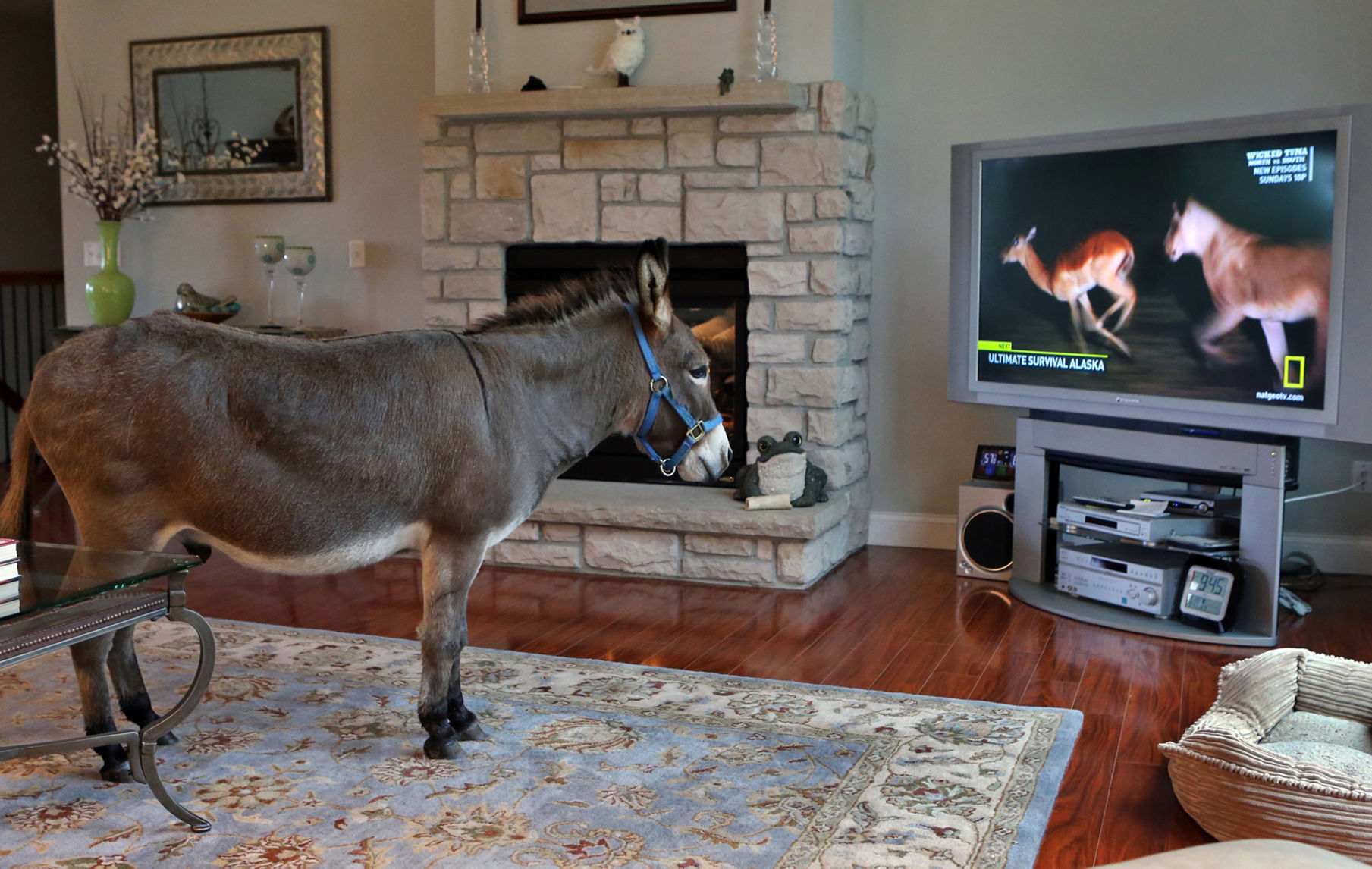 At Home is pretty exciting for the Wegener family